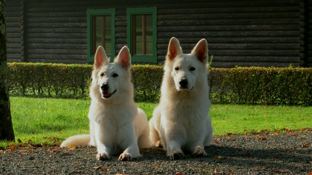 两只白色的牧羊犬躺在公园里，在一间小木屋的前面。视频素材