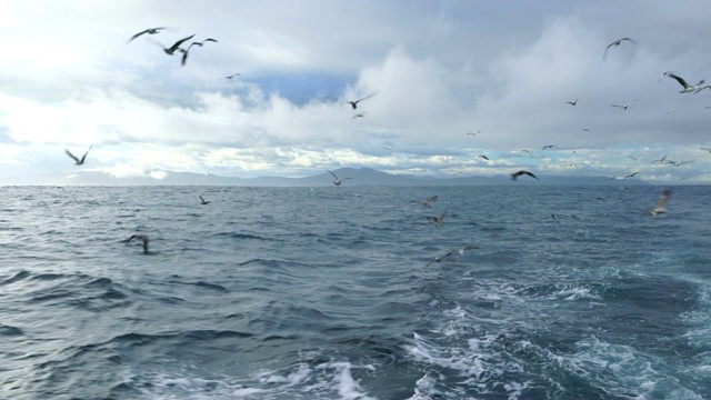 海鸥，塘鹅，观鲸和观鸟，Bermeo, Bizkaia, Cantabrian海，巴斯克地区，西班牙，欧洲视频素材