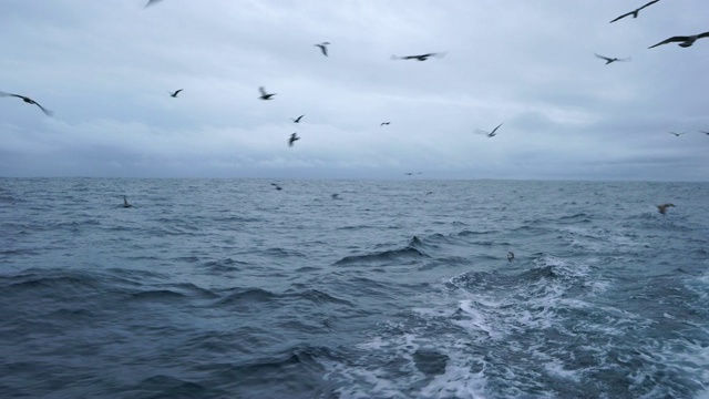 海鸥，塘鹅，观鲸和观鸟，Bermeo, Bizkaia, Cantabrian海，巴斯克地区，西班牙，欧洲视频素材