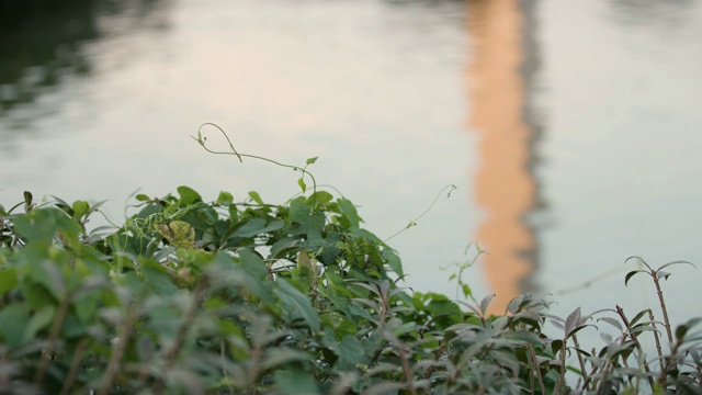 反映在潮汐盆地中的华盛顿纪念碑视频素材