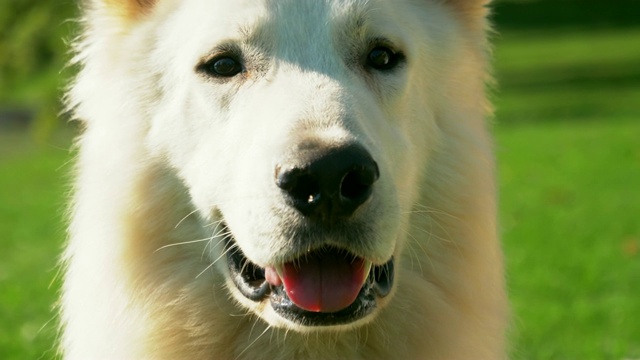 这是一只白色牧羊犬看着镜头，舌头却从嘴里伸出来的特写镜头。视频素材