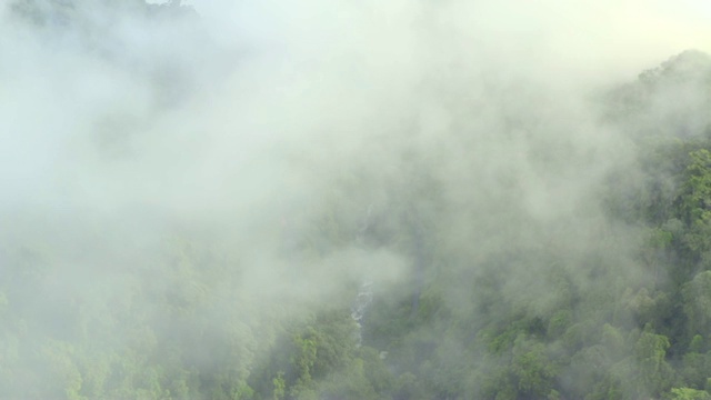 航拍:丛林道路上美丽的薄雾视频素材