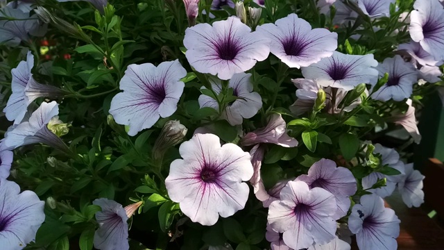 晚香玉花，墨西哥矮牵牛花视频素材