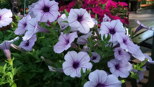 晚香玉花，墨西哥矮牵牛花视频素材