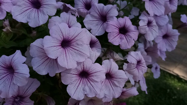 晚香玉花，墨西哥矮牵牛花视频素材