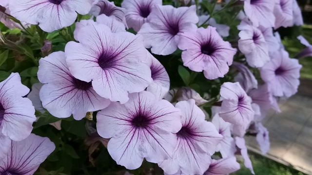 晚香玉花，墨西哥矮牵牛花视频素材