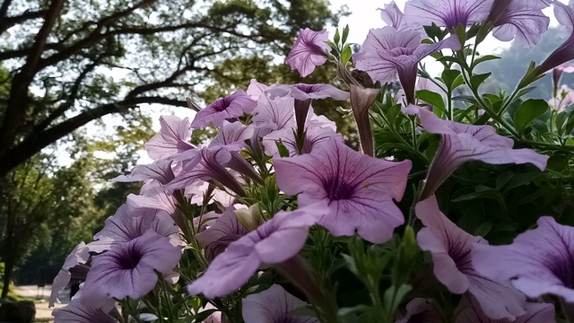 晚香玉花，墨西哥矮牵牛花视频素材