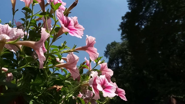 晚香玉花，墨西哥矮牵牛花视频素材