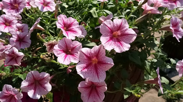 晚香玉花，墨西哥矮牵牛花视频素材