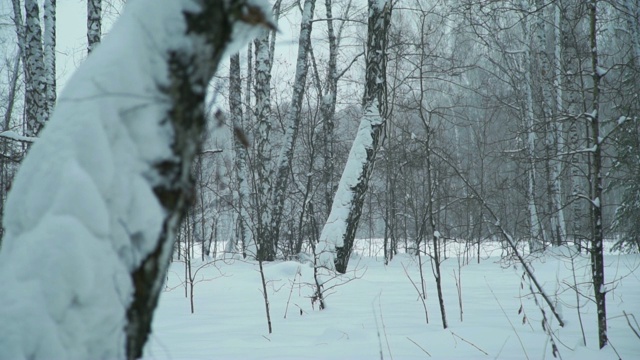 森林里飘着雪花视频素材