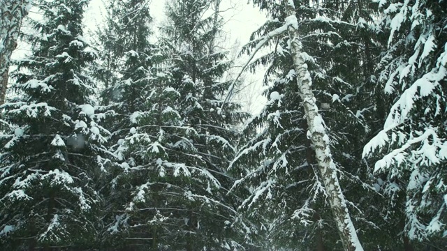 针叶林降雪视频素材