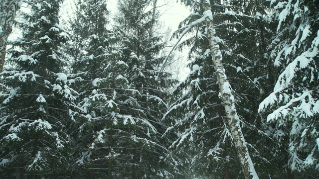 森林里下雪了视频素材