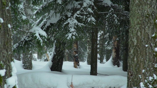 冬天森林里下雪的天气视频素材