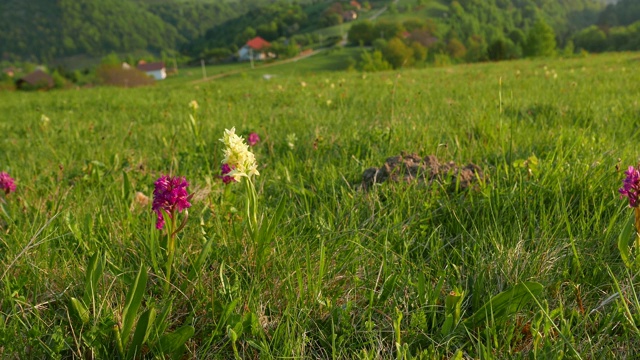 在特兰西瓦尼亚的美丽景色，从高山上的田野鲜花，嘿堆栈在前面，一个缓慢的横向移动视频素材