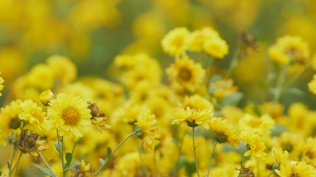 花园里有黄色的菊花。视频素材