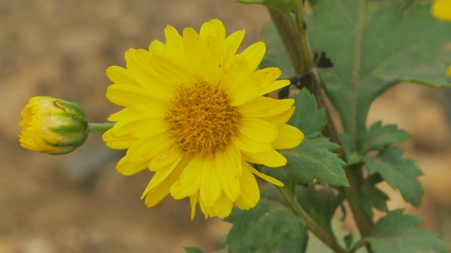 花园里有黄色的菊花。视频素材