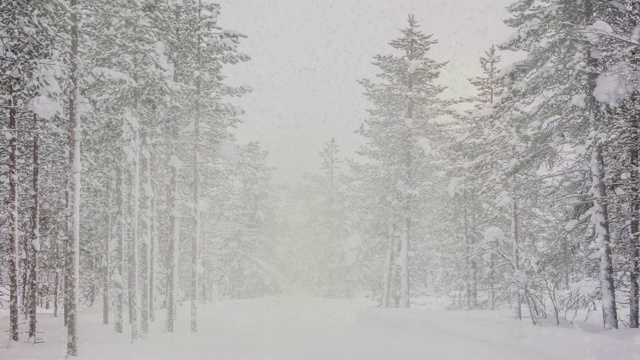 北方森林的降雪视频素材