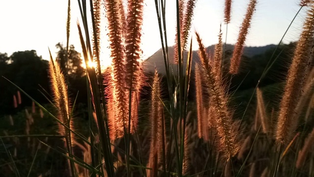 花与草的田野与阳光视频素材