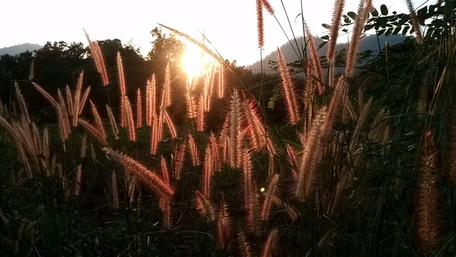 花与草的田野与阳光视频素材