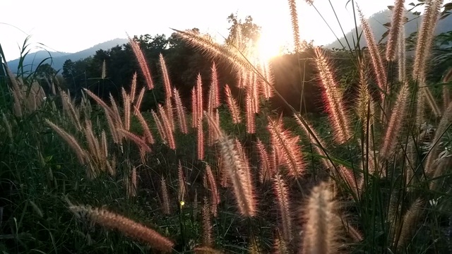 花与草的田野与阳光视频素材