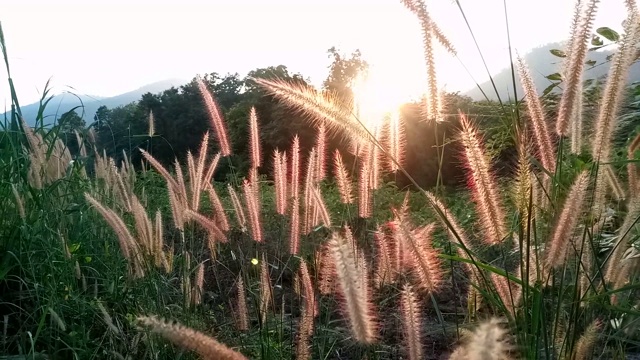 花与草的田野与阳光视频素材