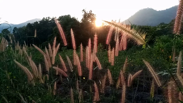 花与草的田野与阳光视频素材