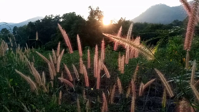 花与草的田野与阳光视频素材