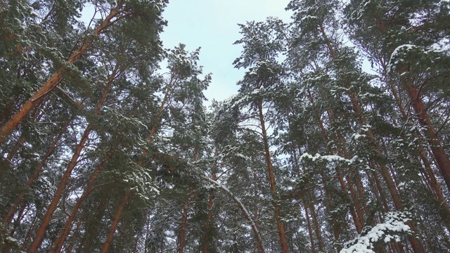 无缝的慢动作镜头在松树冬天的森林里飘落的雪，专业。视频素材