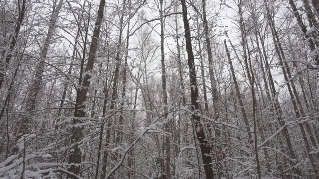 慢动作在美丽的冬季森林降雪，全高清pro。视频素材