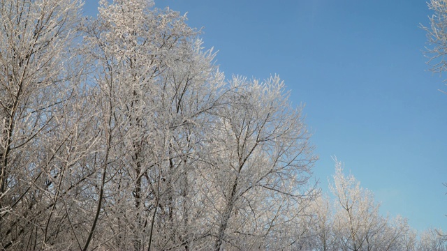 雪覆盖的树木视频素材