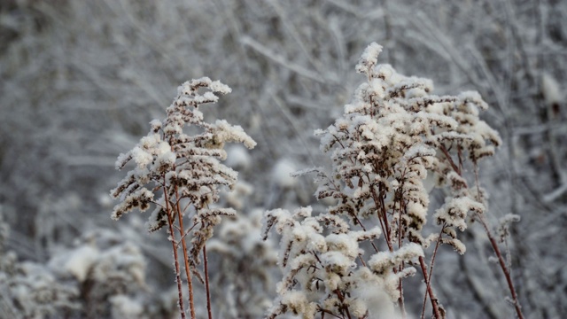 冰雪覆盖的植物视频素材