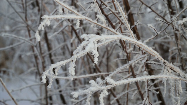 冰雪覆盖的植物视频素材