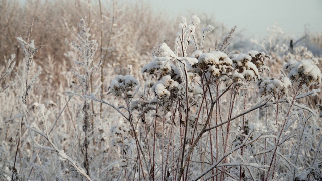 冰雪覆盖的植物视频素材