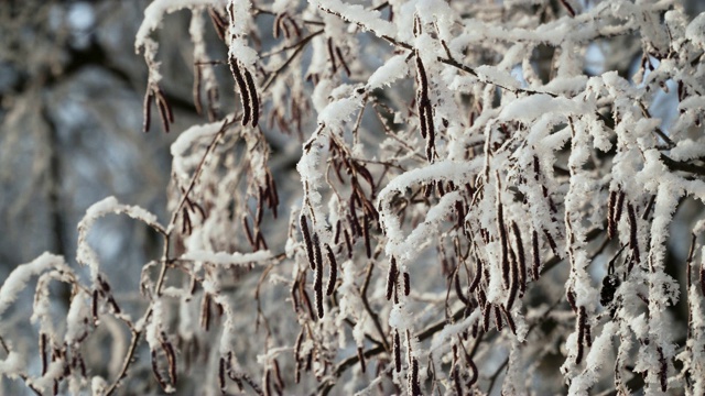 雪覆盖的树木视频素材