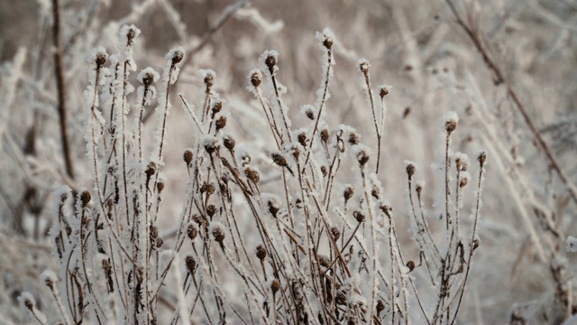 冰雪覆盖的植物视频素材