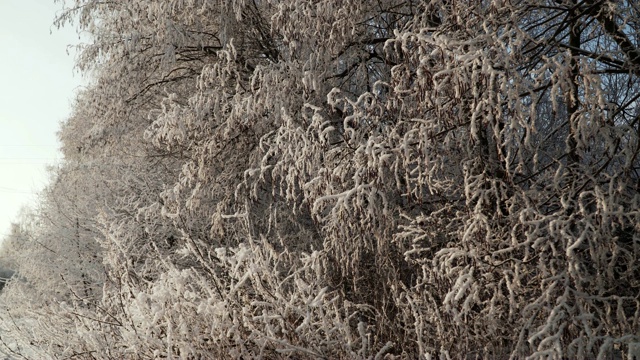 雪覆盖的树木视频素材