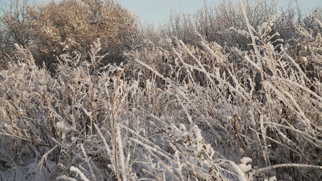 冰雪覆盖的植物视频素材