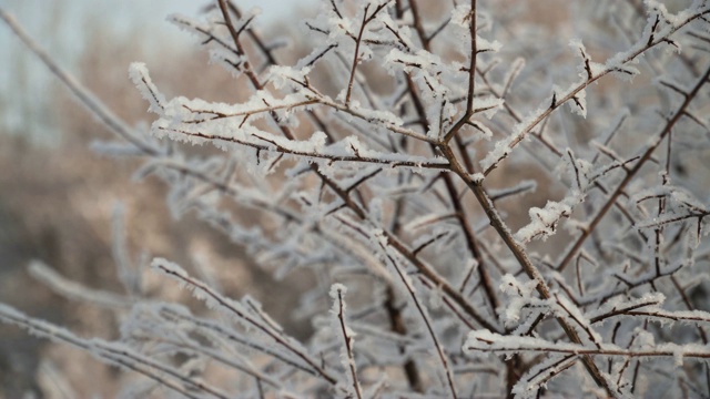 雪覆盖的树木视频素材