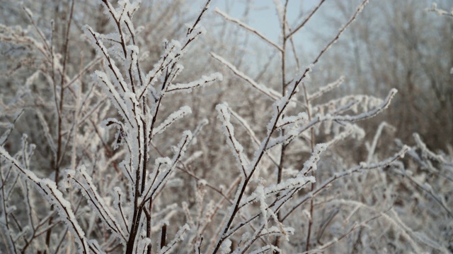 冰雪覆盖的植物视频素材