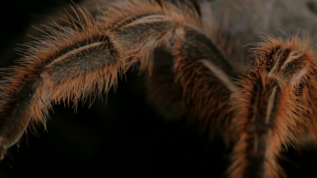 多毛的大蜘蛛，旋转的玫瑰Grammostola Rosea，非常宏观，接近视频素材