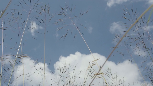 4K 2160p 30fps超高清视频-高田野植被草随风摆动的自然背景3840X2160超高清视频视频素材