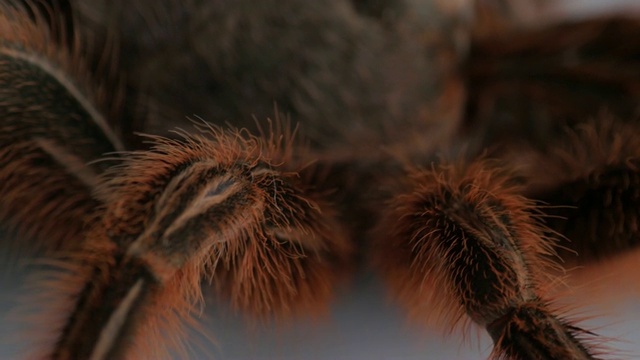 多毛的大蜘蛛，旋转的玫瑰Grammostola Rosea，非常宏观，接近视频素材