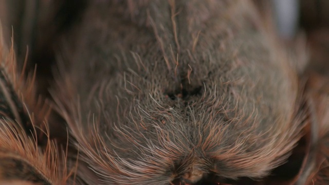 多毛的大蜘蛛，旋转的玫瑰Grammostola Rosea，非常宏观，接近视频素材