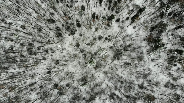 航拍覆盖着积雪的森林里的树木，冬天的风景视频下载