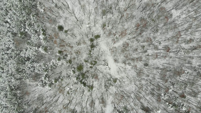 航拍覆盖着积雪的森林里的树木，冬天的风景视频下载