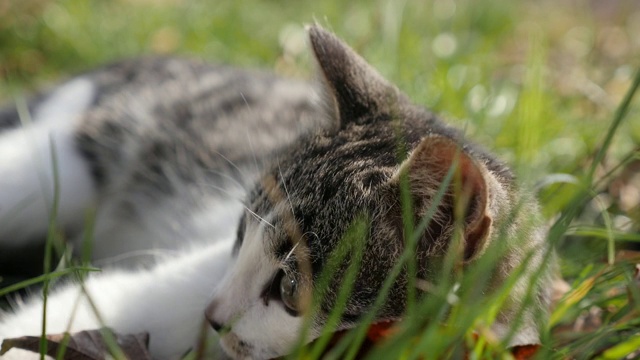 人类和小猫在野外玩耍的场景慢镜头1920X1080高清镜头-好奇的猫科动物在草地上的慢镜头1080p全高清视频视频素材