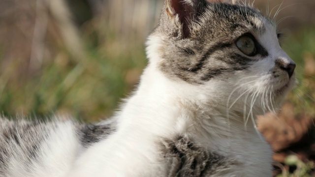 放松的场景与玩小猫在野外慢动作1920X1080高清镜头-慢动作好奇猫科动物在草地1080p全高清视频视频素材