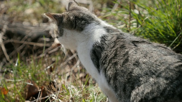 家养灰白色宠物猫在草地上4K 2160p 30fps超高清视频-好奇的小猫在野外放松3840x2160超高清视频视频素材