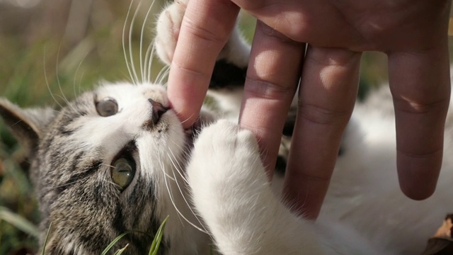 慢镜头1920X1080高清视频-慢镜头好奇的猫科动物在草地上的宠物1080p全高清视频视频素材