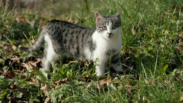 宠物猫Felis catus in the grass 4K 2160p 30fps超高清视频-好奇的灰白色小猫在野外放松3840x2160超高清视频视频素材